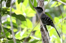 Giant Antshrike