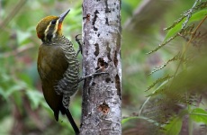 White-browed Woodpecker