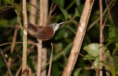 Long-billed Antwren