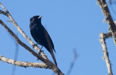 Velvety Black-Tyrant