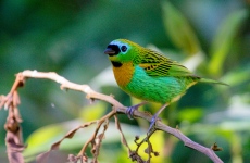 Brassy-breasted Tanager