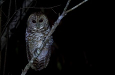 Rusty-barred Owl