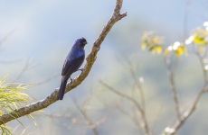 Diademed Tanager