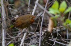 Orange-eyed Thornbird