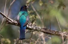 Surucua Trogon