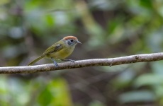 Rufous-crowned Greenlet