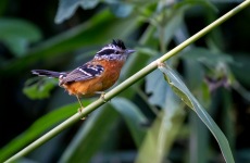 Refugenous Antbird