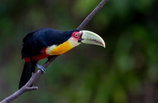 Red-breasted Toucan