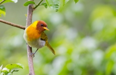 Rufous-headed Tanager