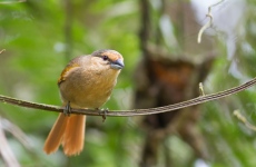 Brown Tanager