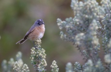 Gray-backed Tachuri