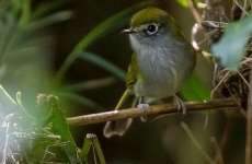 Serra do Mar Tyrannulet