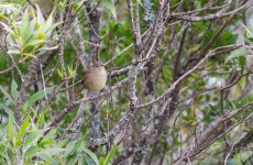 Itatiaia Spinetail