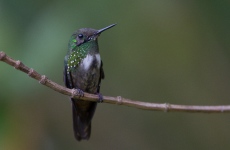 Green-crowned Plovercrested