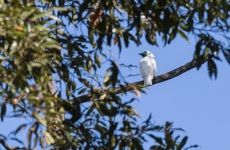 Bare-throated Bellbird