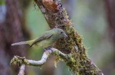 Serra do Mar Tyrant-Manakin