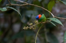 Red-necked Tanager