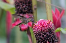 Saw-billed Hermit