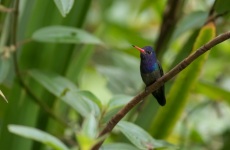 White-chinned Saphire