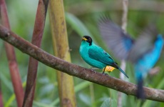 Green Honeycreeper