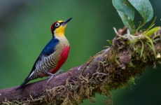 Yellow-fronted Woodpecker