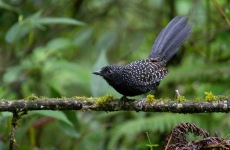 Large-tailed Antshrike