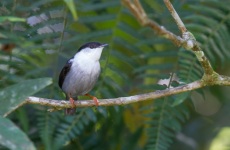 White-bearded Mankin