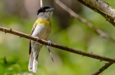 Green-backed Becard