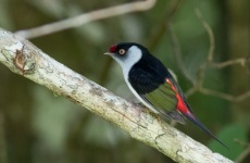 Pin-tailed Manakin