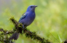 Yellow-chevroned Tanager