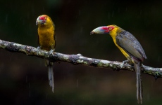 Saffron Toucanet