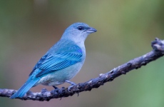 Azure-shoudered Tanager