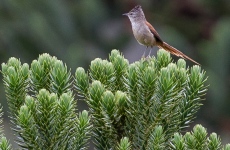 Araucaria Tit-spinetail