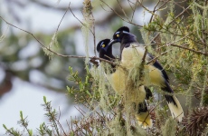 Plush-crested Jay