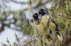 Plush-crested Jay