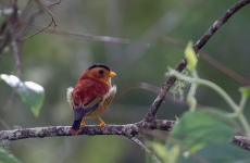 Black-capped Piprites