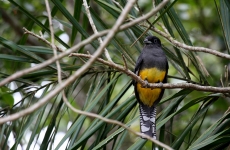 Green-backed Trogon