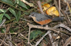 Gray-throated Warbling-Finch