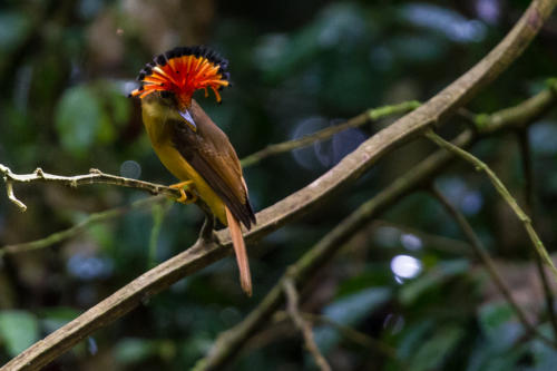 Atlantic Royal Flycatcher