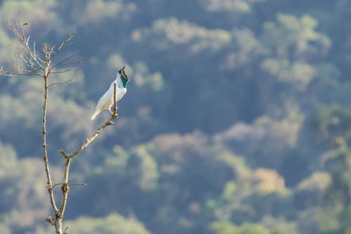 Bare-throated Bellbird