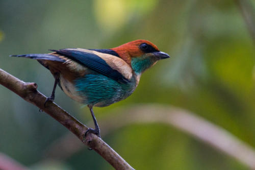 Black-backed Tanager