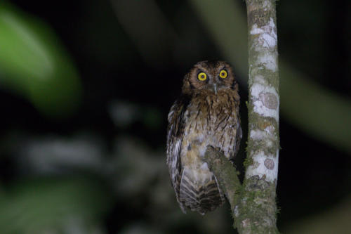 Black-capped Screech-Owl