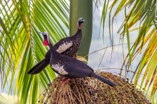 Black-fronted Pipin-Guan