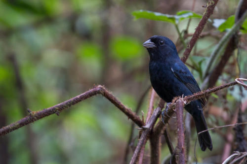 Blackish-blue Seedeater