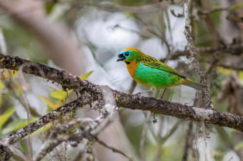 Brassy-breasted Tanager