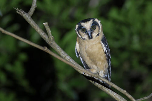 Buff-fronted Owl