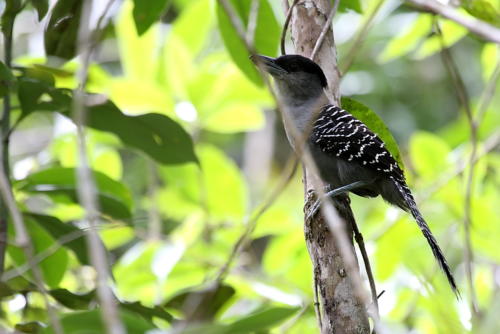 Giant Antshrike