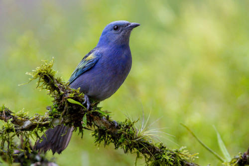 Golden-chevroned Tanager