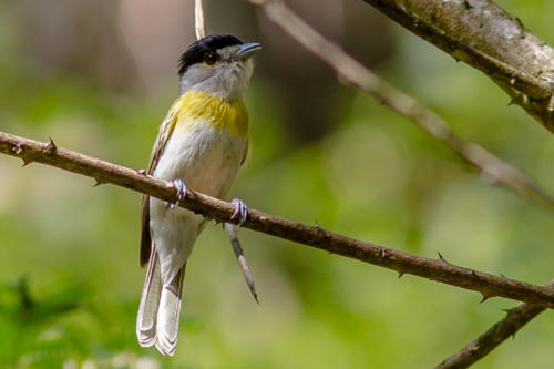 Green-backed Becard