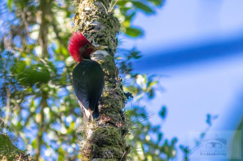 Helmeted Woodpecker